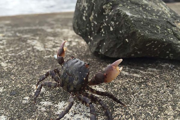 かに釣り体験