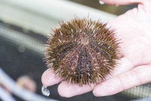 利尻産ウニの秘密を知るガイドツアー