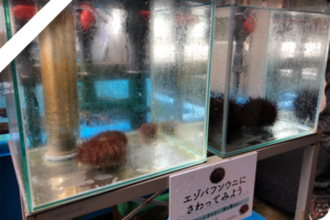 ウニ種苗生産センター