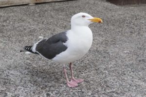 御崎物産