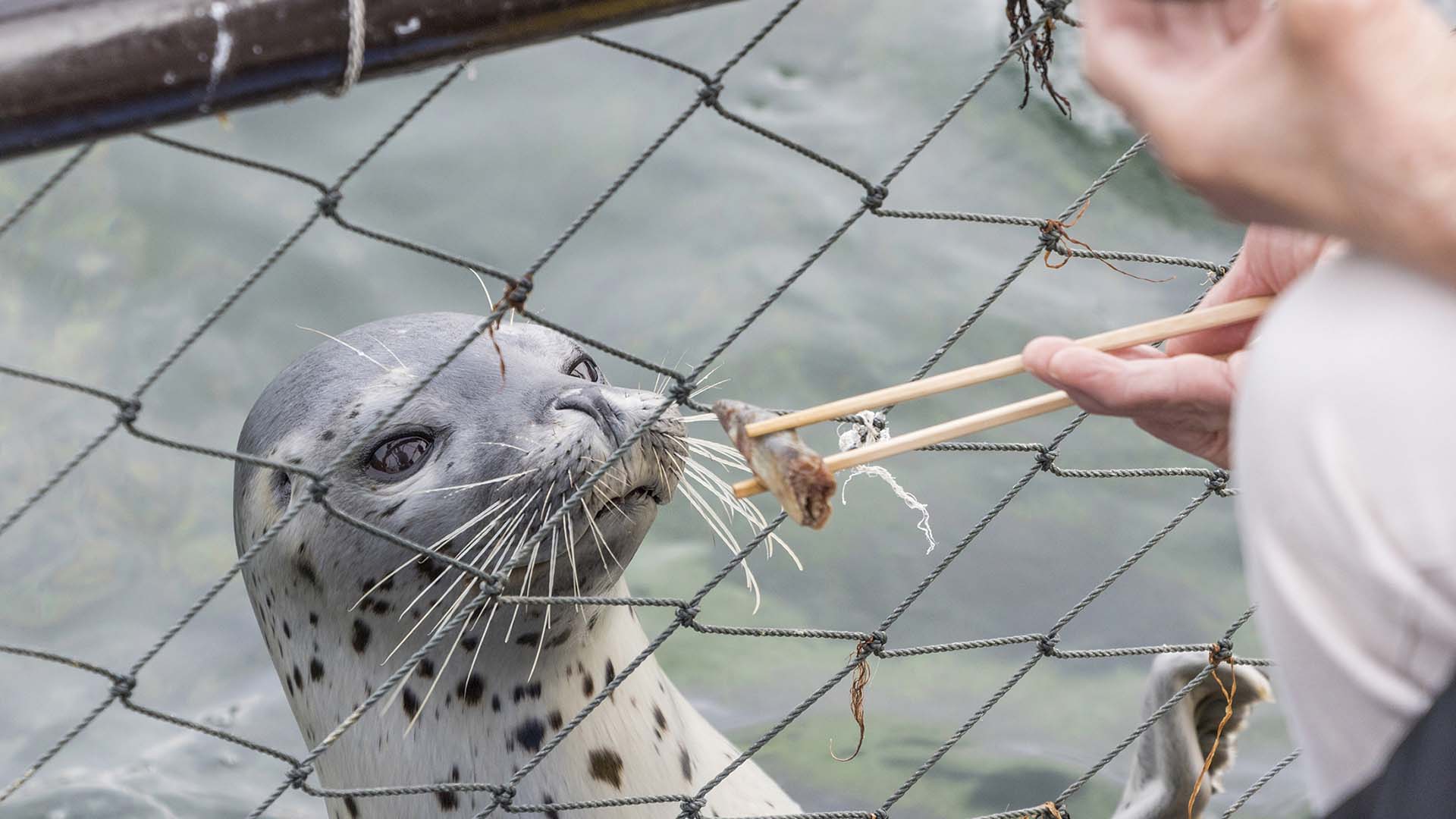 島にふれる