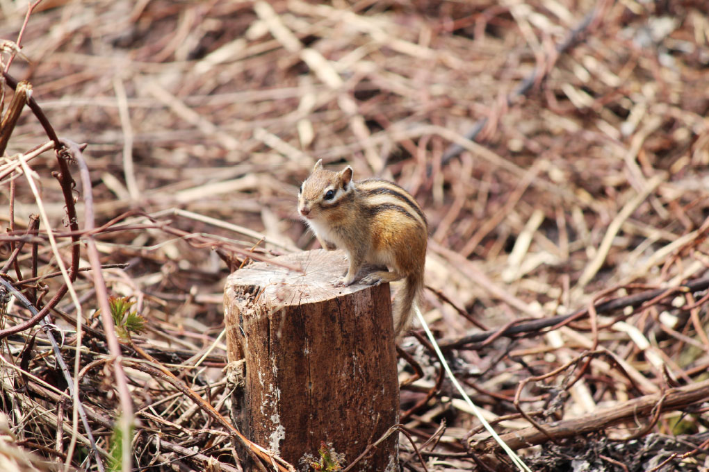 世界一かわいい シマリスは魅力的な動物 利尻島 りしぷら Rishiri Plus