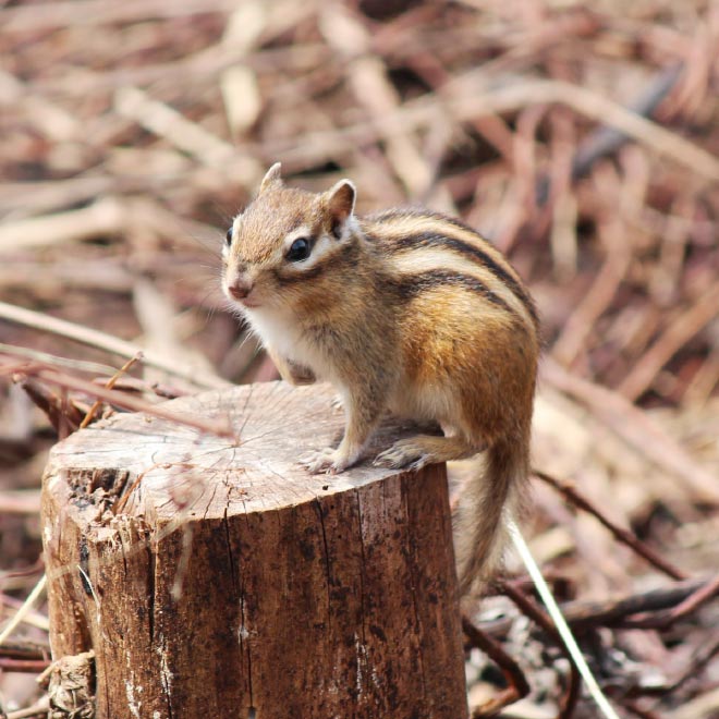 世界一かわいい！シマリスは魅力的な動物