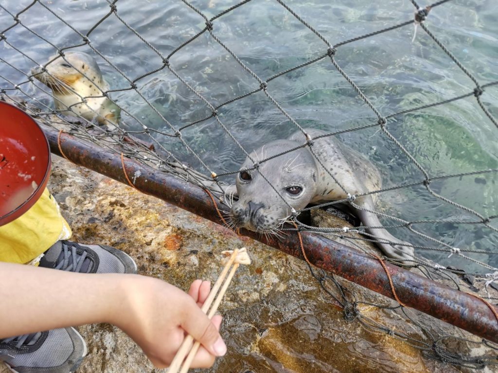 アザラシ（餌やり）