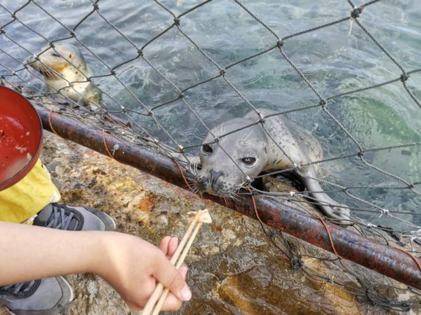 アザラシ（餌やり）